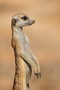 Portrait of an alert meerkat standing on guard, Kalahari desert, South Africa Royalty Free Stock Photo