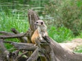 A meerkat standing guard Royalty Free Stock Photo