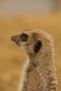 Meerkat standing guard Royalty Free Stock Photo