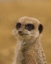 Meerkat standing guard Royalty Free Stock Photo