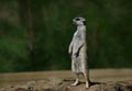 Meerkat standing on guard watching for danger Royalty Free Stock Photo