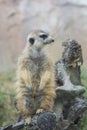 Meerkat Standing Guard Royalty Free Stock Photo