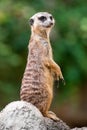 A meerkat standing on a ledge Royalty Free Stock Photo