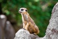 A meerkat standing on a ledge and looking sideways Royalty Free Stock Photo