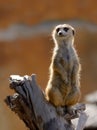 Meerkat standing on log with backlight Royalty Free Stock Photo