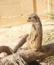 Meerkat Standing on Log Looking Left Royalty Free Stock Photo