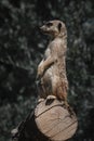 Meerkat standing on a log observing the surroundings Royalty Free Stock Photo