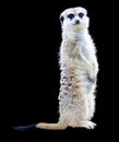 Meerkat standing and looking at camera