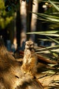 Meerkat standing and looking directly Royalty Free Stock Photo