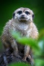 Meerkat standing looking for something. Suricata suricatta wild predators in natural environment Royalty Free Stock Photo