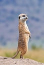 Meerkat standing looking for something.  Suricata suricatta wild predators in natural environment Royalty Free Stock Photo