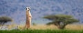 Meerkat standing looking for something. Suricata suricatta wild predators in natural environment Royalty Free Stock Photo