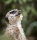 A meerkat standing and looking upward in the sky with sand on its nose or snout. Close up photo. Royalty Free Stock Photo