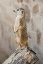 Meerkat standing in lookout position on a wooden log. Sideview photo of a cute suricate