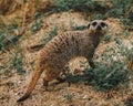 Meerkat standing in a natural habitat on a dirt surface.