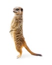 Meerkat Standing Profile Isolated Royalty Free Stock Photo