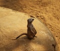 Meerkat