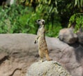 Meerkat