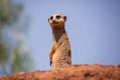 Meerkat standing on a small hill Royalty Free Stock Photo