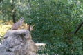 Meerkat standing on a stone, watchfully guarding Royalty Free Stock Photo