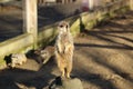 Meerkat standing tall