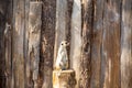 Meerkat standing on a tree stump looking left Royalty Free Stock Photo