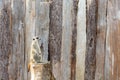 Meerkat standing on a tree stump looking to the right Royalty Free Stock Photo