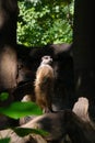 A meerkat is standing on a tree. The meerkat is a species of mammal from the mongoose family. Royalty Free Stock Photo