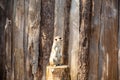 Meerkat standing on a tree stump looking left Royalty Free Stock Photo