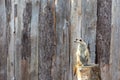 Meerkat standing on a tree stump looking to the left Royalty Free Stock Photo