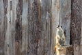 Meerkat standing on a tree stump looking to the left Royalty Free Stock Photo