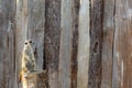 Meerkat standing on a tree stump looking to the right Royalty Free Stock Photo