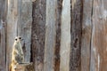 Meerkat standing on a tree stump looking to the right Royalty Free Stock Photo