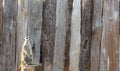 Meerkat standing on a tree stump looking up Royalty Free Stock Photo