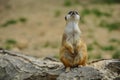 Meerkat standing on tree trunk looking towards sky Royalty Free Stock Photo