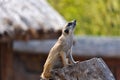 Meerkat standing on tree trunk and watching around Royalty Free Stock Photo