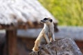 Meerkat standing on tree trunk and watching around Royalty Free Stock Photo