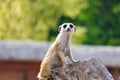 Meerkat standing on tree trunk and watching around Royalty Free Stock Photo