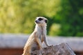 Meerkat standing on tree trunk and watching around Royalty Free Stock Photo