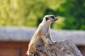 Meerkat standing on tree trunk and watching around Royalty Free Stock Photo