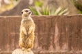 A meerkat standing on two legs & soft focus back ground