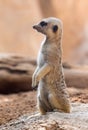 Meerkat