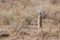 Meerkat in Kgalagari transfrontier park, South Africa Royalty Free Stock Photo