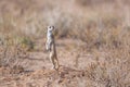 Meerkat in Kgalagari transfrontier park, South Africa Royalty Free Stock Photo