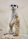 A meerkat standing upright Royalty Free Stock Photo