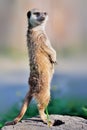 A meerkat standing upright Royalty Free Stock Photo