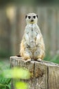 A meerkat standing upright Royalty Free Stock Photo