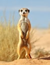 Meerkat standing upright and alert in the desert Royalty Free Stock Photo