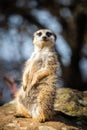 Meerkat standing upright Royalty Free Stock Photo