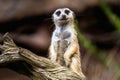 Meerkat standing upright on a grassy plain Royalty Free Stock Photo
